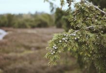 ¿Cuáles son los beneficios del aceite esencial de enebro? Aceite esencial enebro