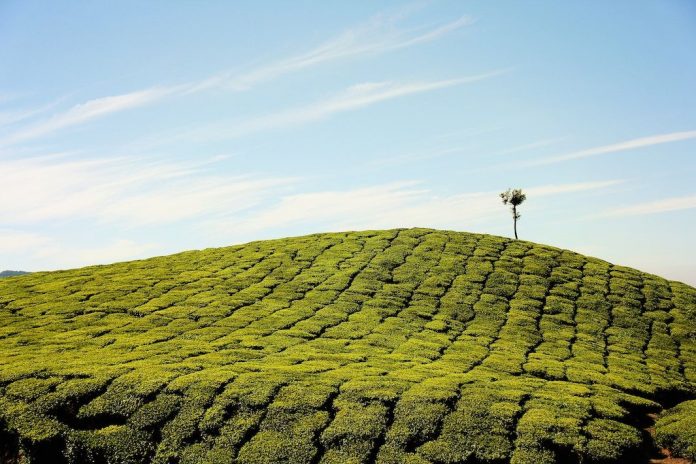 Aceite esencial árbol té