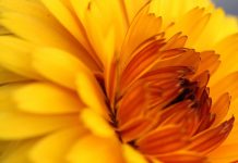 ¿Qué es el aceite esencial de caléndula? Aceite esencial de caléndula