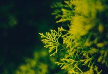 Aceite esencial de ciprés