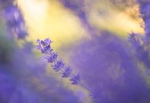 Aceite esencial de lavanda