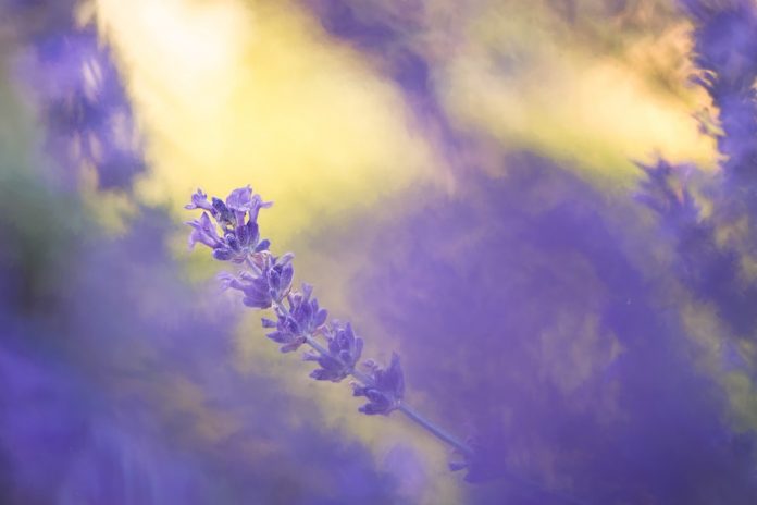 Aceite esencial de lavanda