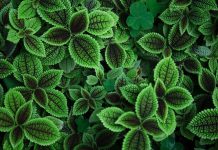 Aceite esencial de menta