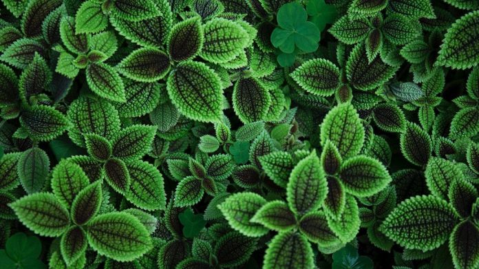 Aceite esencial de menta