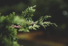 ¿Qué es el aceite esencial de pino y qué beneficios tiene? Aceite esencial de pino