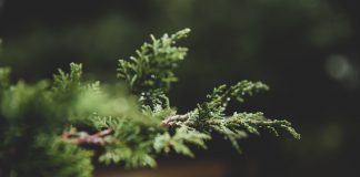 Aceite esencial de pino