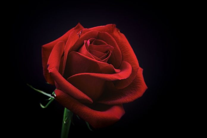 Aceite esencial de rosa
