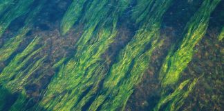 Beneficios de las algas