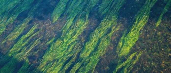 Beneficios de las algas