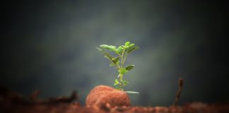 Beneficios del desmodium