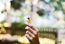 Beneficios de la fitoterapia