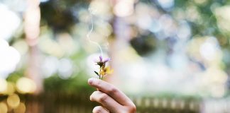 Beneficios de la fitoterapia