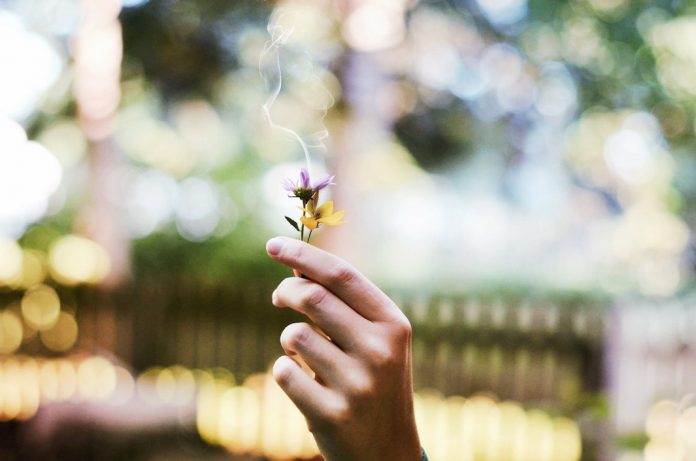 Beneficios de la fitoterapia
