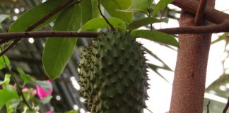 Beneficios de la graviola