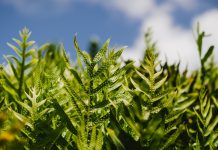 Lo básico que debes conocer sobre las plantas medicinales Plantas medicinales