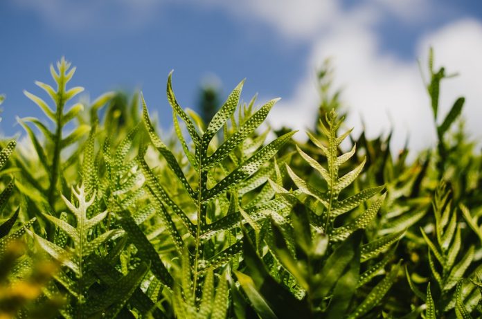 Plantas medicinales