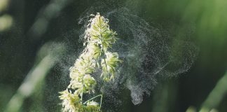 Remedios caseros alergia